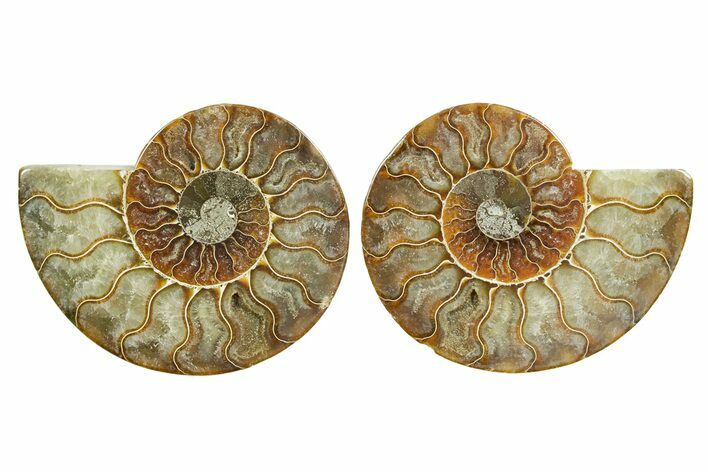 Cut & Polished Ammonite Fossil - Madagascar #364787